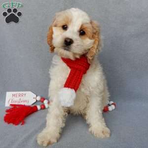 Jada, Cockapoo Puppy